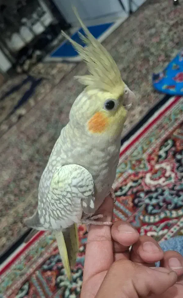 عروس هلندی نرو ماده|پرنده|ماهدشت, |دیوار