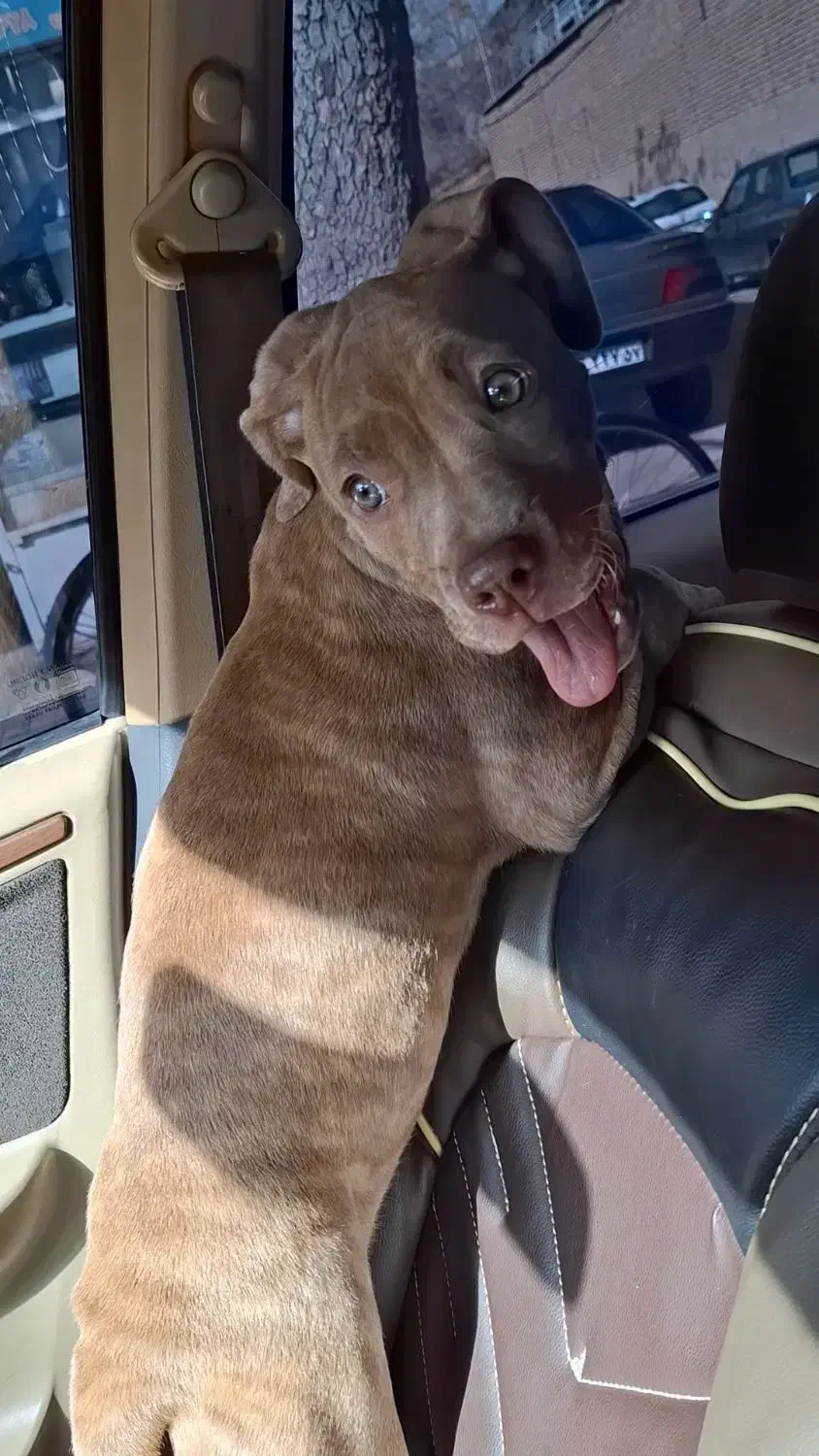 سگ پیتبول|سگ|خمین, |دیوار