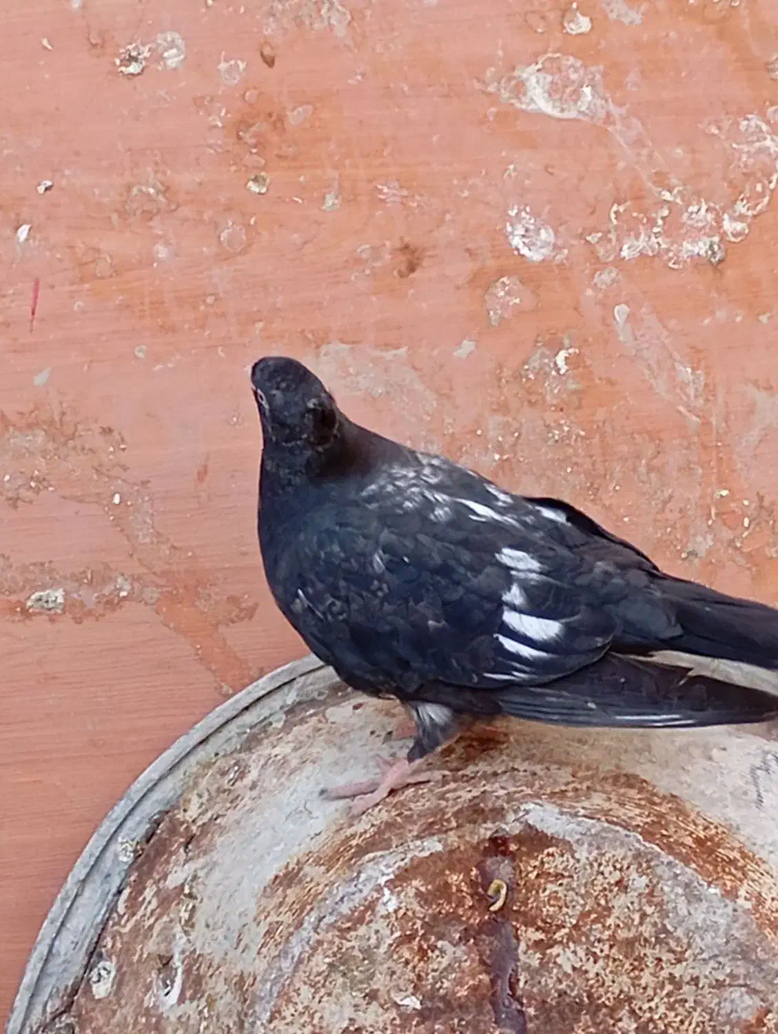 کفتر|پرنده|رامهرمز, |دیوار