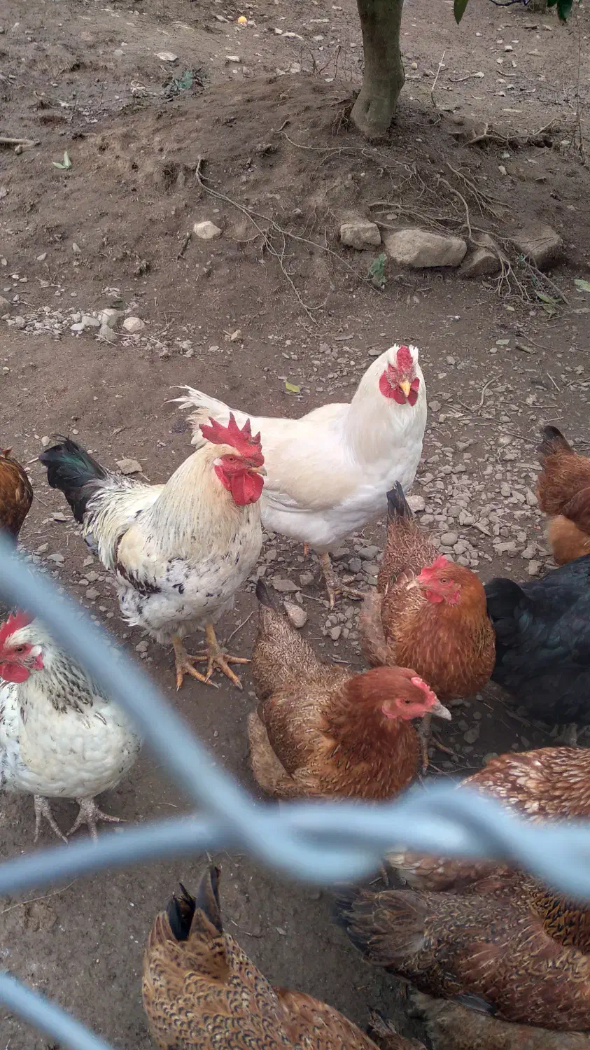 خروس محلی|حیوانات مزرعه|چابکسر, |دیوار