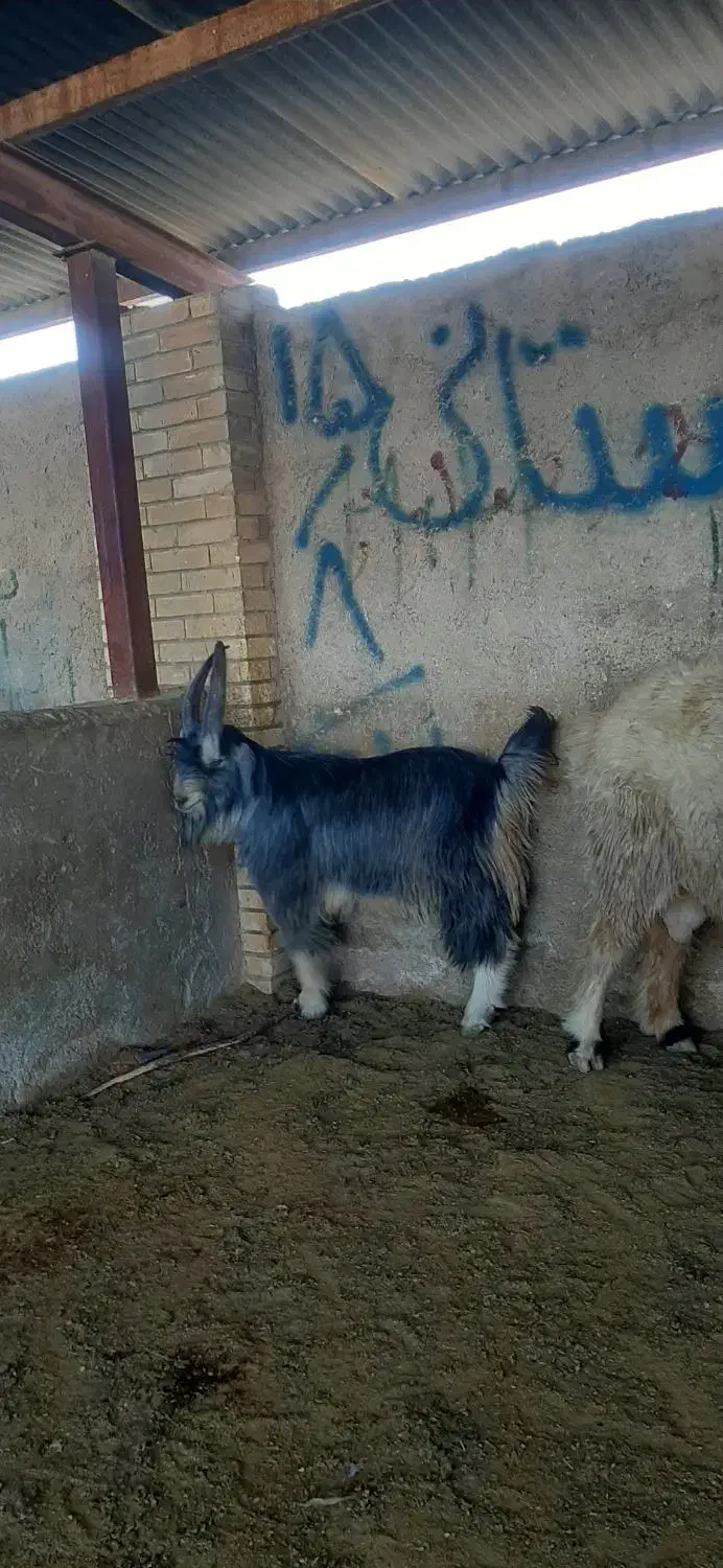 کهره بذری شاخ جفت|حیوانات مزرعه|شیراز, کوشک بیدک|دیوار