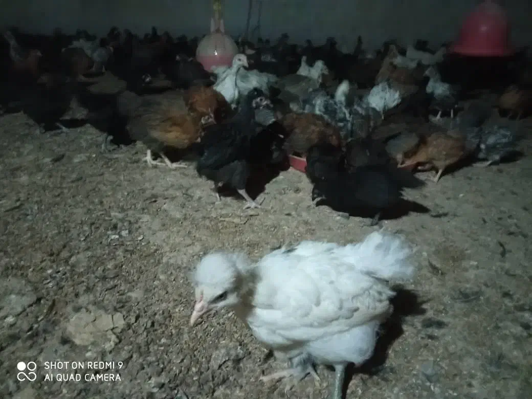 جوجه مرغ و خروس محلی تمام پاسیاه|حیوانات مزرعه|شیراز, رکنآباد|دیوار