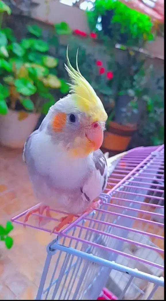 گمشده،عروس هلندی( مژدگانی میلیونی)|حیوانات|اصفهان, رسالت|دیوار