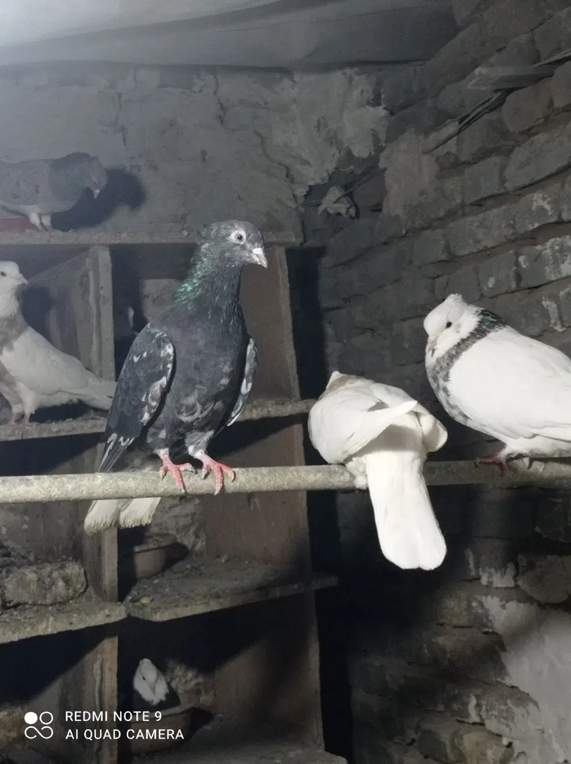 آغ گوروخ|پرنده|سهند, |دیوار