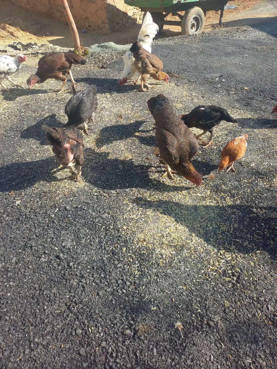 مرغ لاری ودورگه گلین|حیوانات مزرعه|حسین آباد, |دیوار