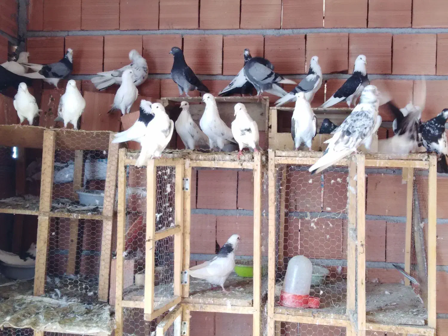 12 تا کفتر بالغ و جوجه یه جا|پرنده|قائمشهر, |دیوار