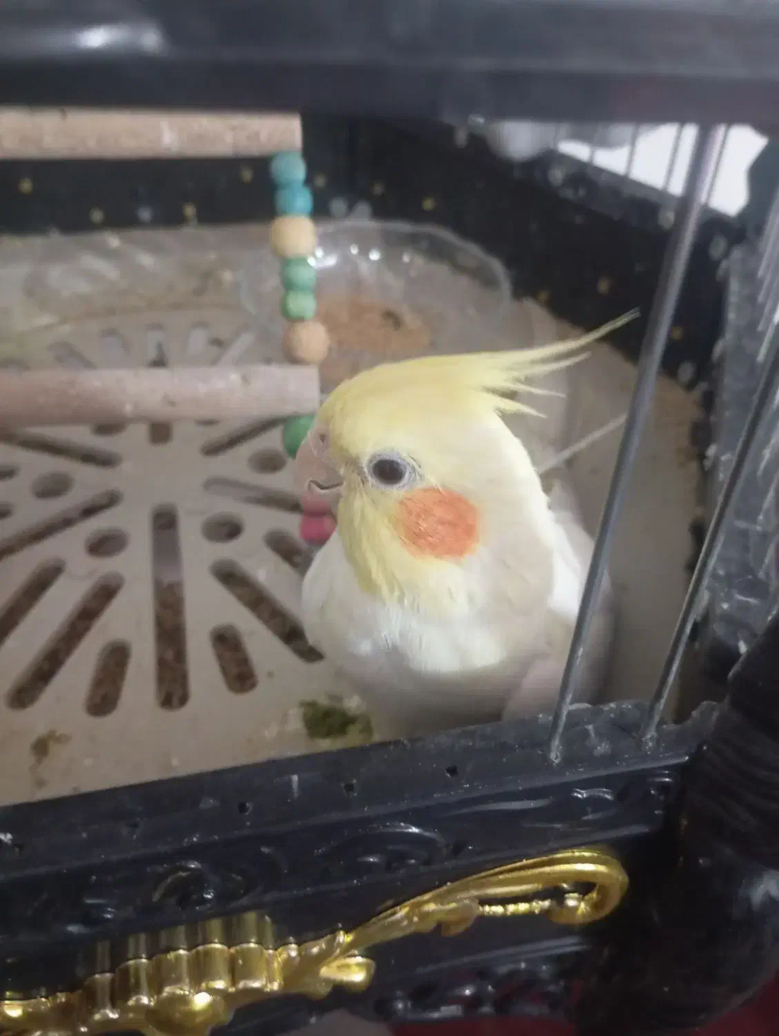 عروس هلندی|پرنده|قم, علی آباد|دیوار