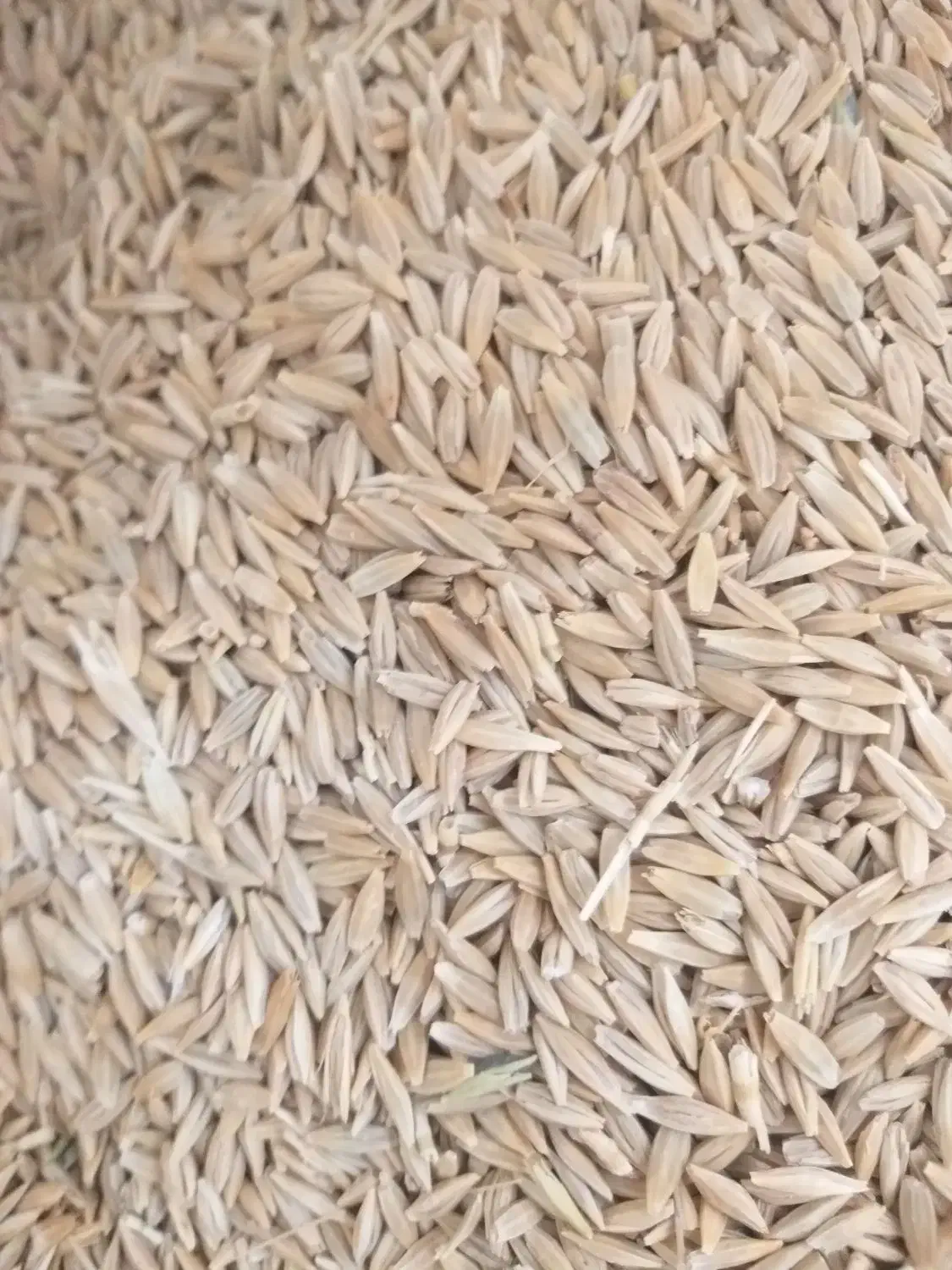 جو کردی|عمده‌فروشی|سرپل ذهاب, |دیوار