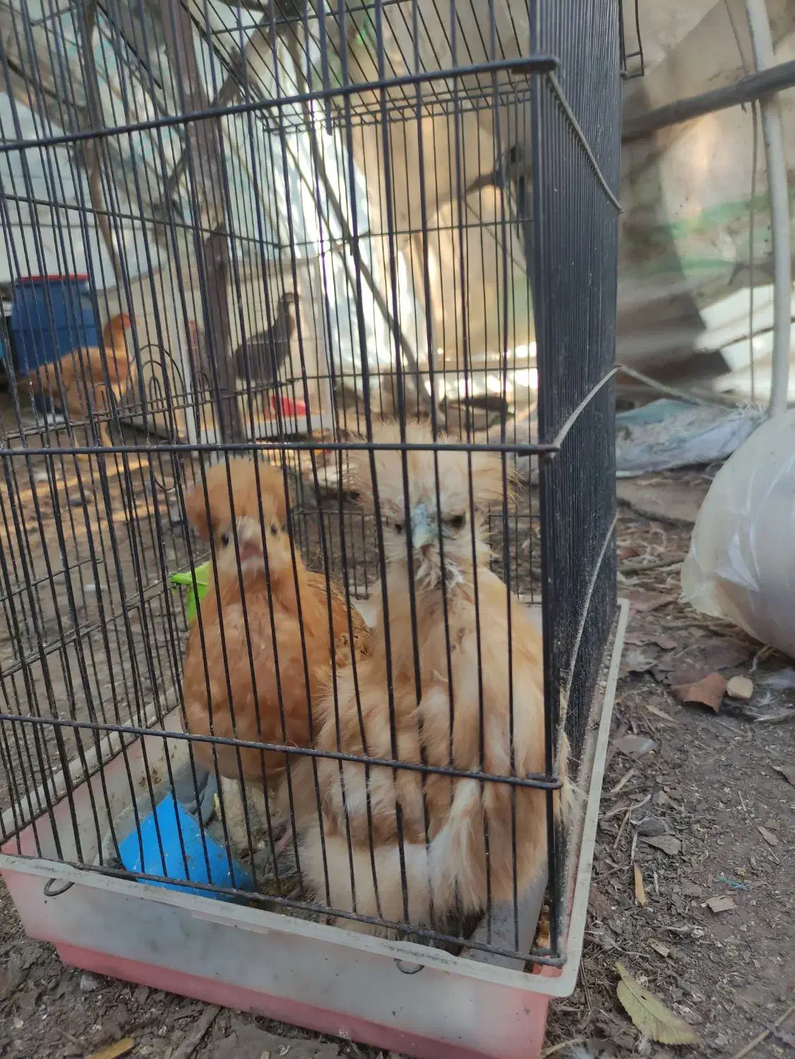 ابریشمی|حیوانات مزرعه|رودبنه, |دیوار