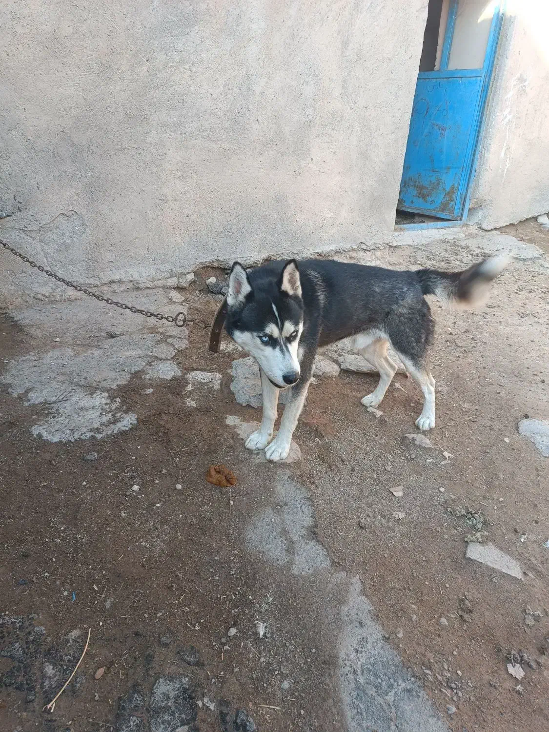 فروش سگ هاسکی سالم|سگ|مراغه, |دیوار