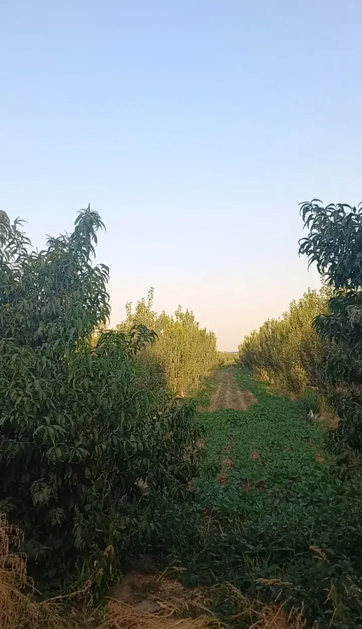 باغ  درختان میوه و زمین کشاورزی|فروش زمین و ملک کلنگی|باغستان, |دیوار