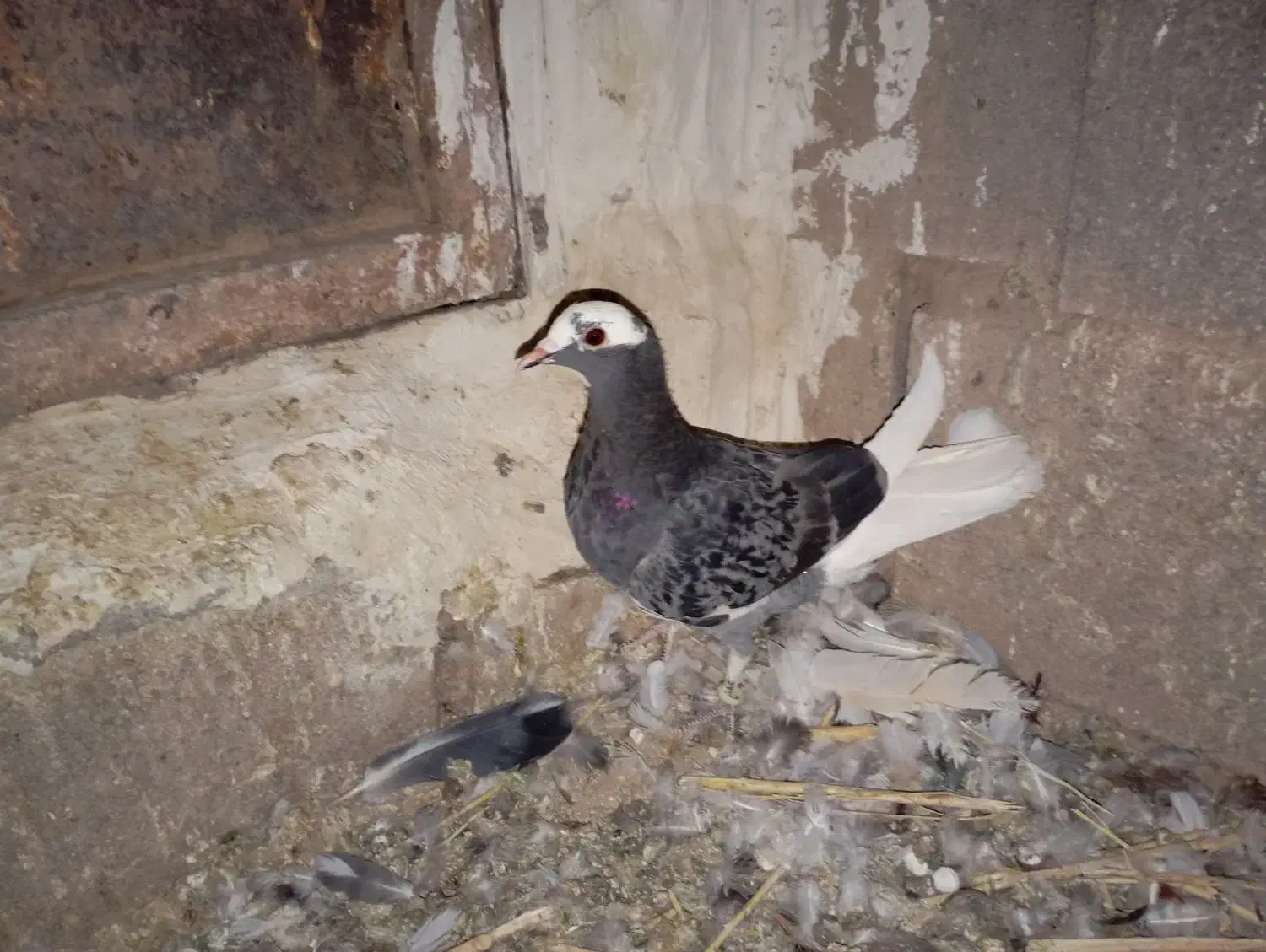 کبوتر|پرنده|تربتحیدریه, کاشانی|دیوار