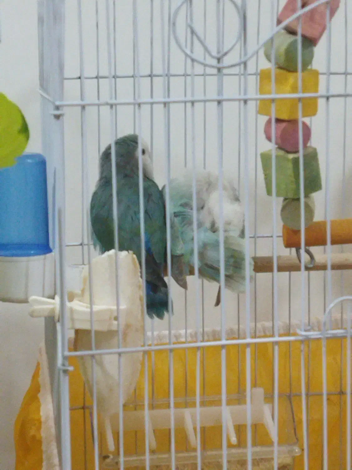 فروش پرنده کوتوله برزیلی|پرنده|فولادشهر, A3|دیوار