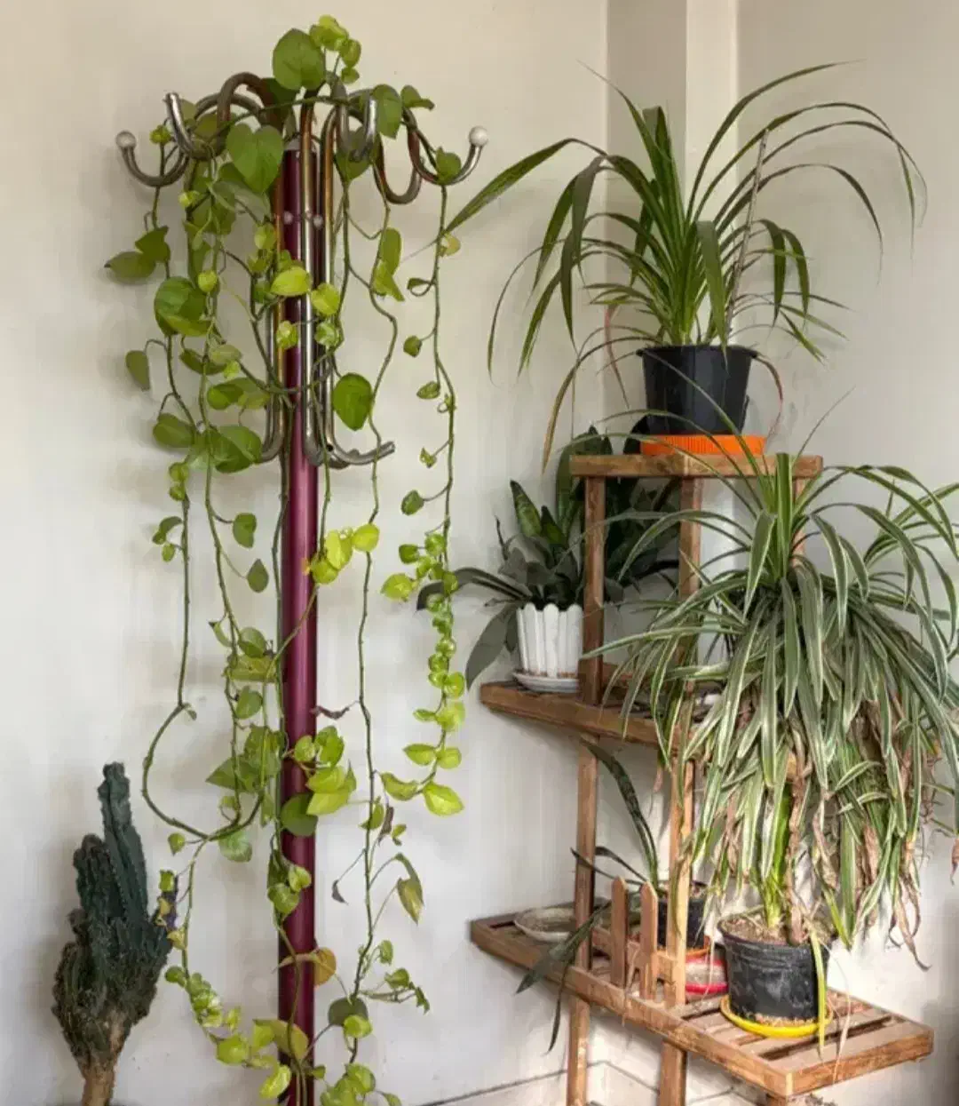 گل.|گل و گیاه طبیعی|تهران, نیروی دریایی|دیوار