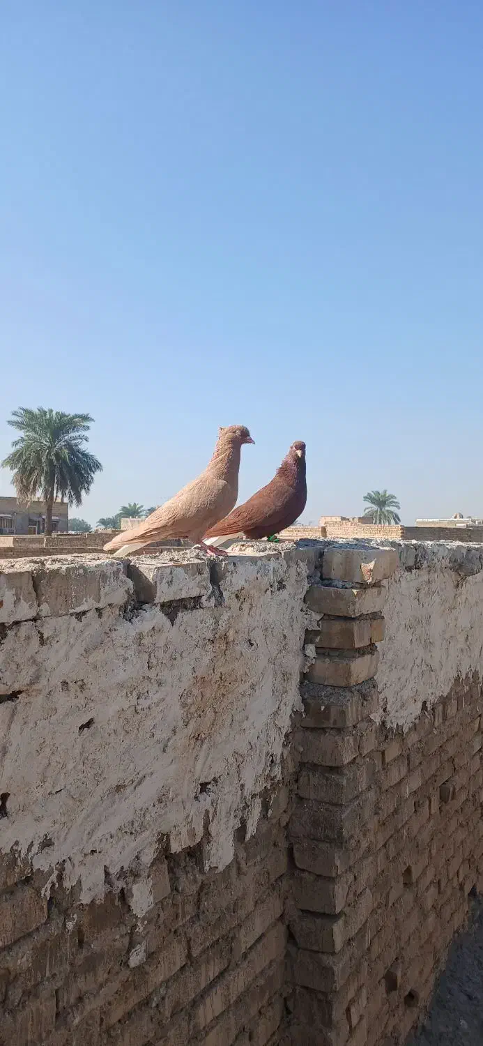 کبوتر|پرنده|کارون, |دیوار