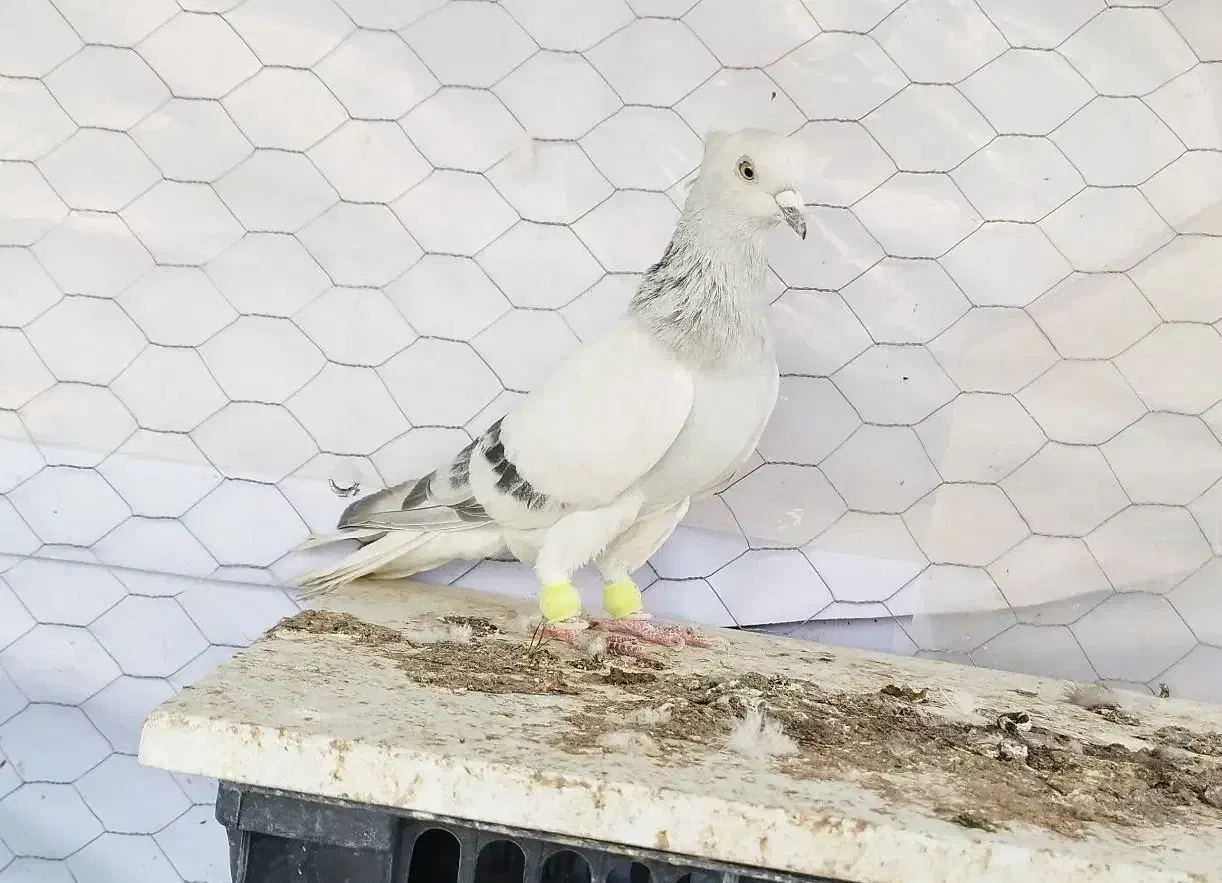 شامی دم سفیدـ سرکه ای دم سفید ـ سرخ دم سفید...|پرنده|قزوین, |دیوار