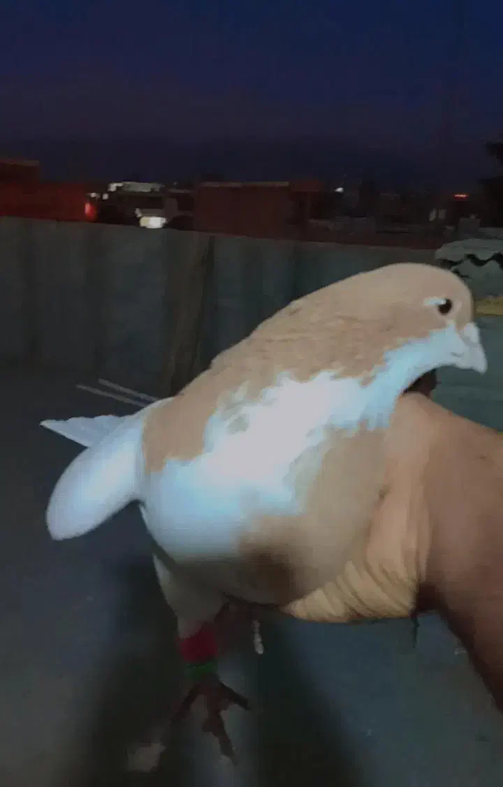 کبوتر|پرنده|مرودشت, شهرک مهدیه|دیوار