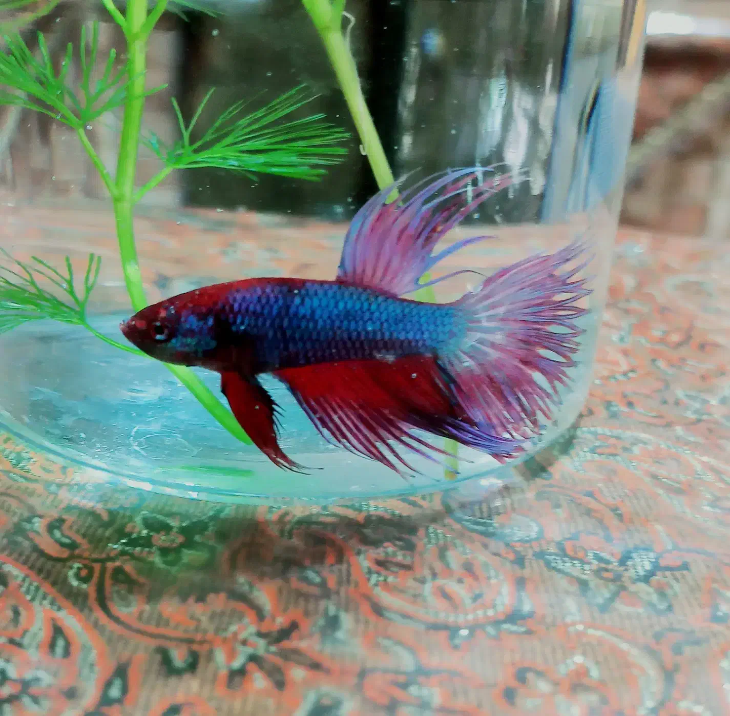 فایتر|ماهی|اردکان, |دیوار