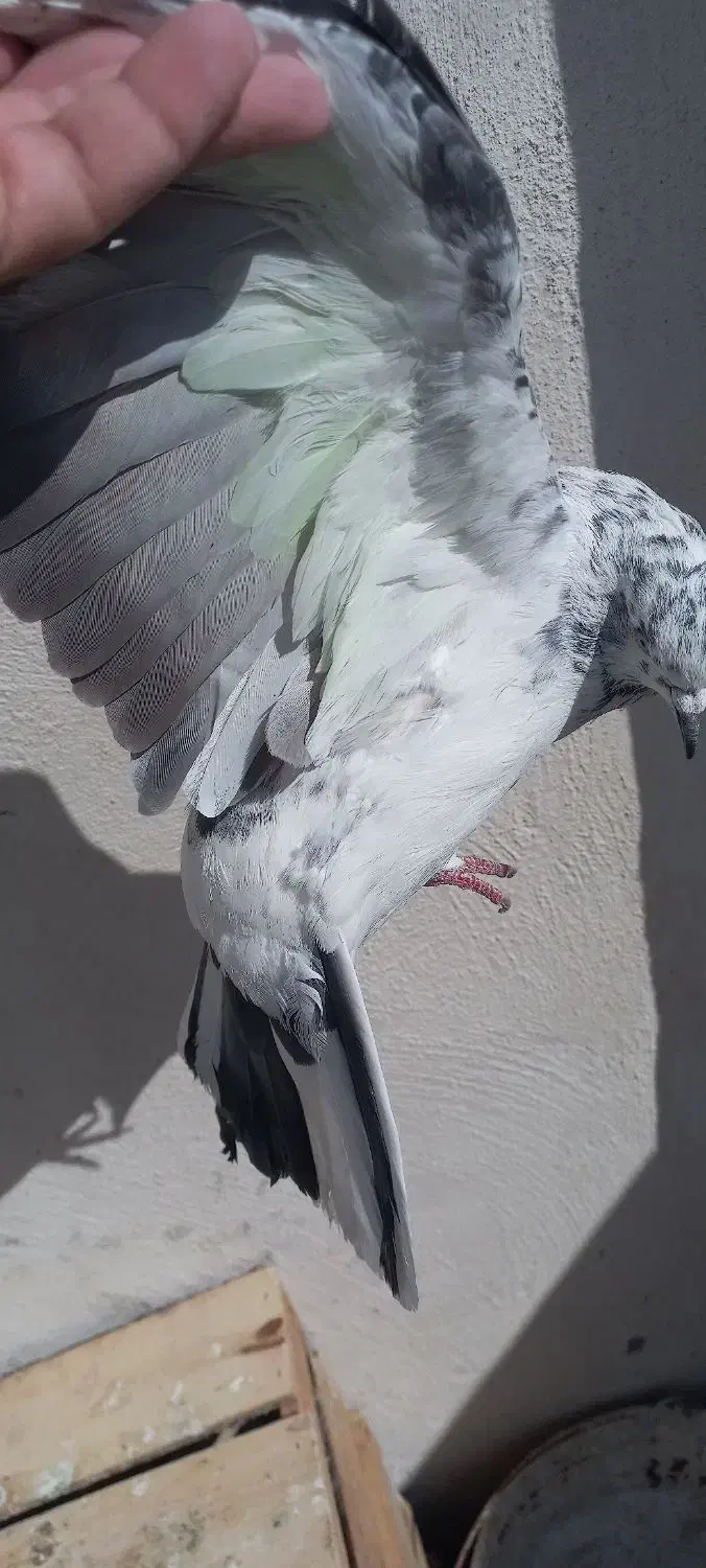 کفتر گرفتنی|پرنده|قم, باغ شریفی|دیوار