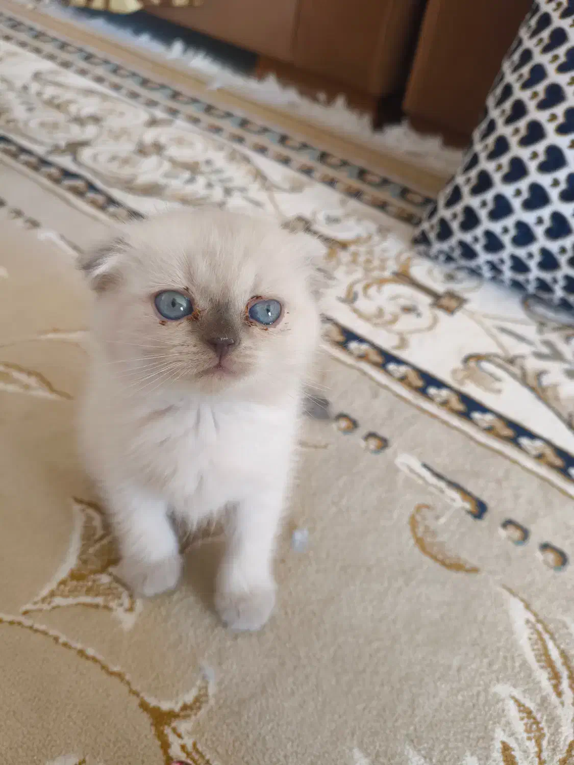 گربه اسکاتیش|گربه|صدرا-فارس, فاز ۱|دیوار