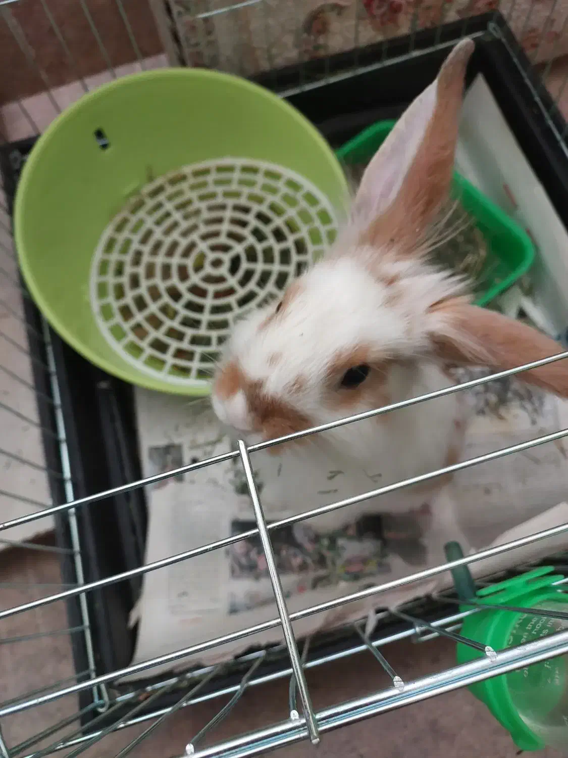 خرگوش لوپ|موش و خرگوش|قم, انسجام|دیوار