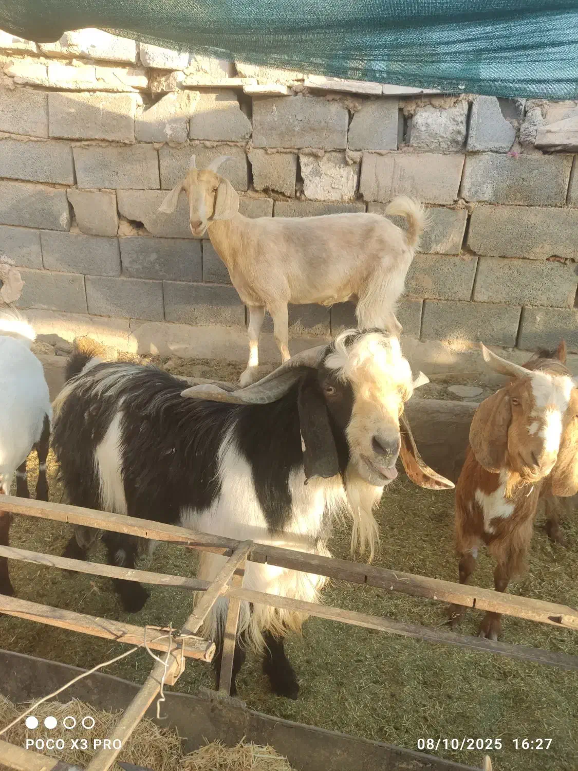 سلام نری پاکستانی|حیوانات مزرعه|یزد, |دیوار
