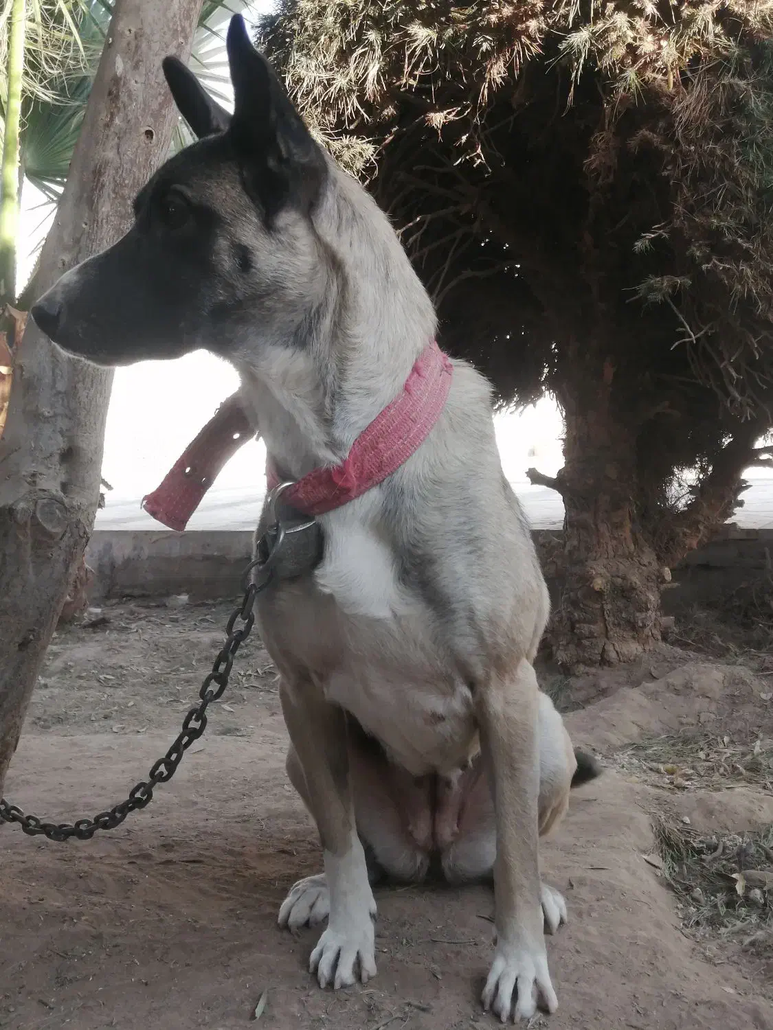 سگ مالینویز ماده 1ساله|سگ|یزد, |دیوار