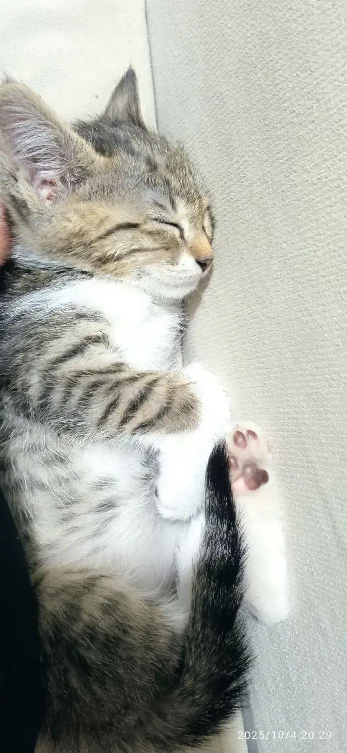 گربه گمشده حوالی ملا صدرا|گربه|نیشابور, فردوس شمالی|دیوار