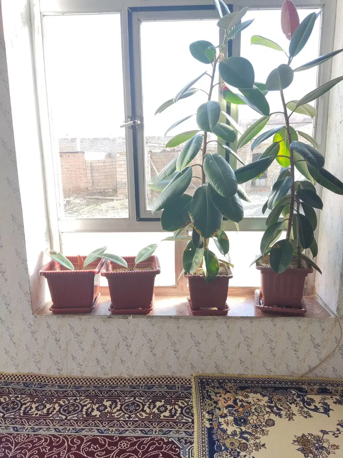 گل فیکوس طبیعی|گل و گیاه طبیعی|انزل, |دیوار