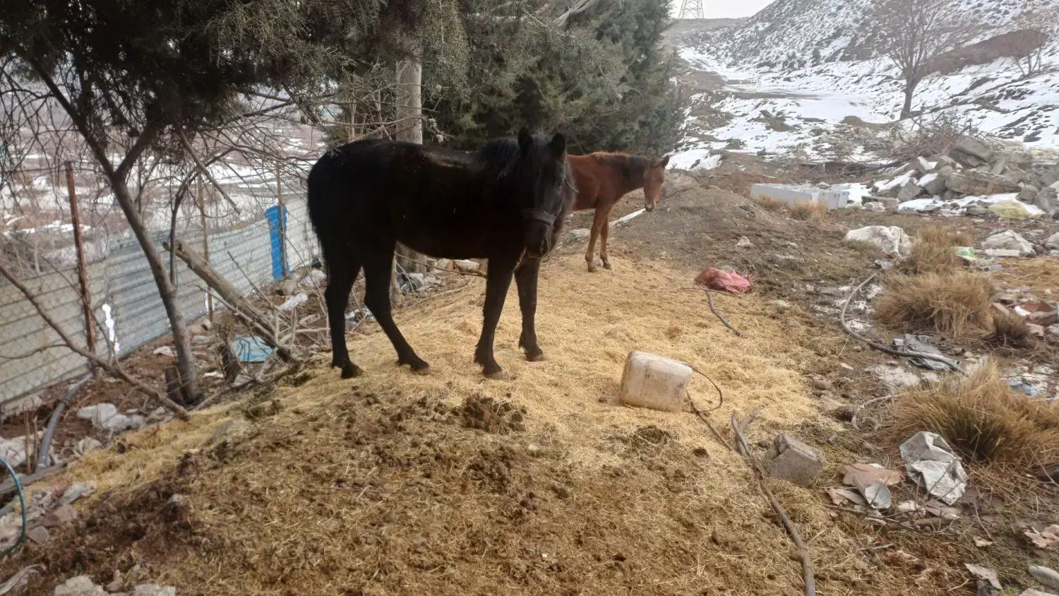 اسب|حیوانات مزرعه|تهران, سوهانک|دیوار