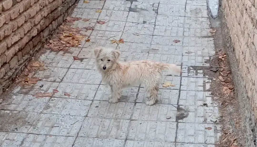 ماده پاکوتاه|سگ|ملایر, |دیوار