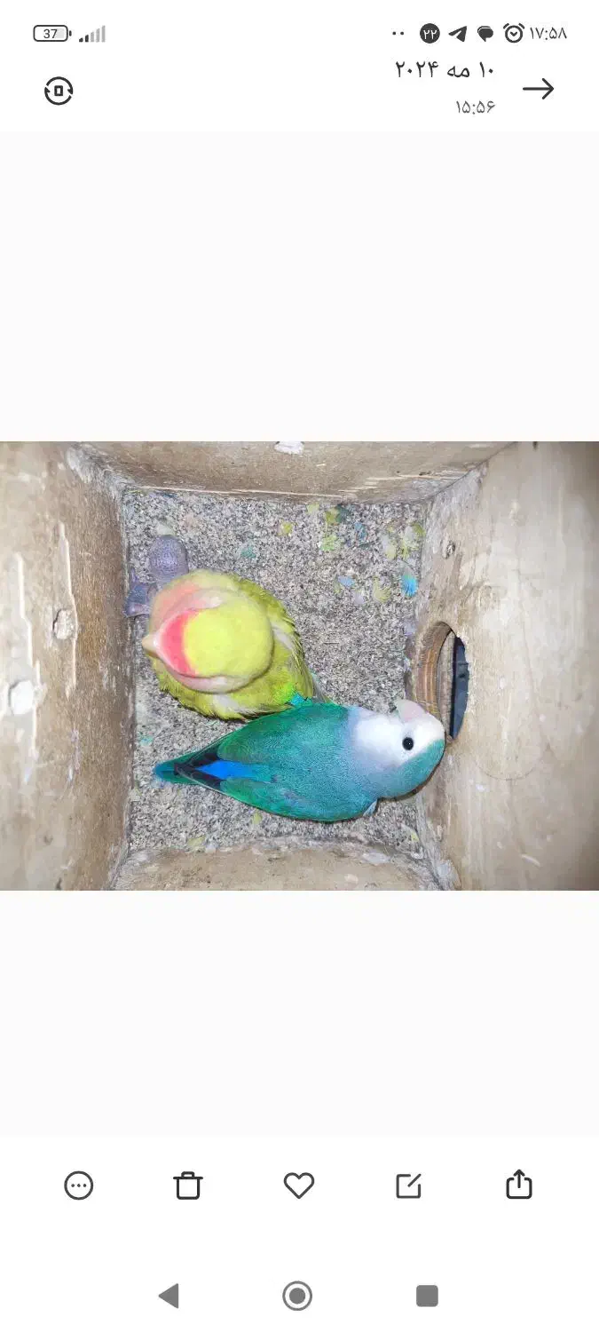 طوطی کوتوله|پرنده|شیروان (خراسان), |دیوار