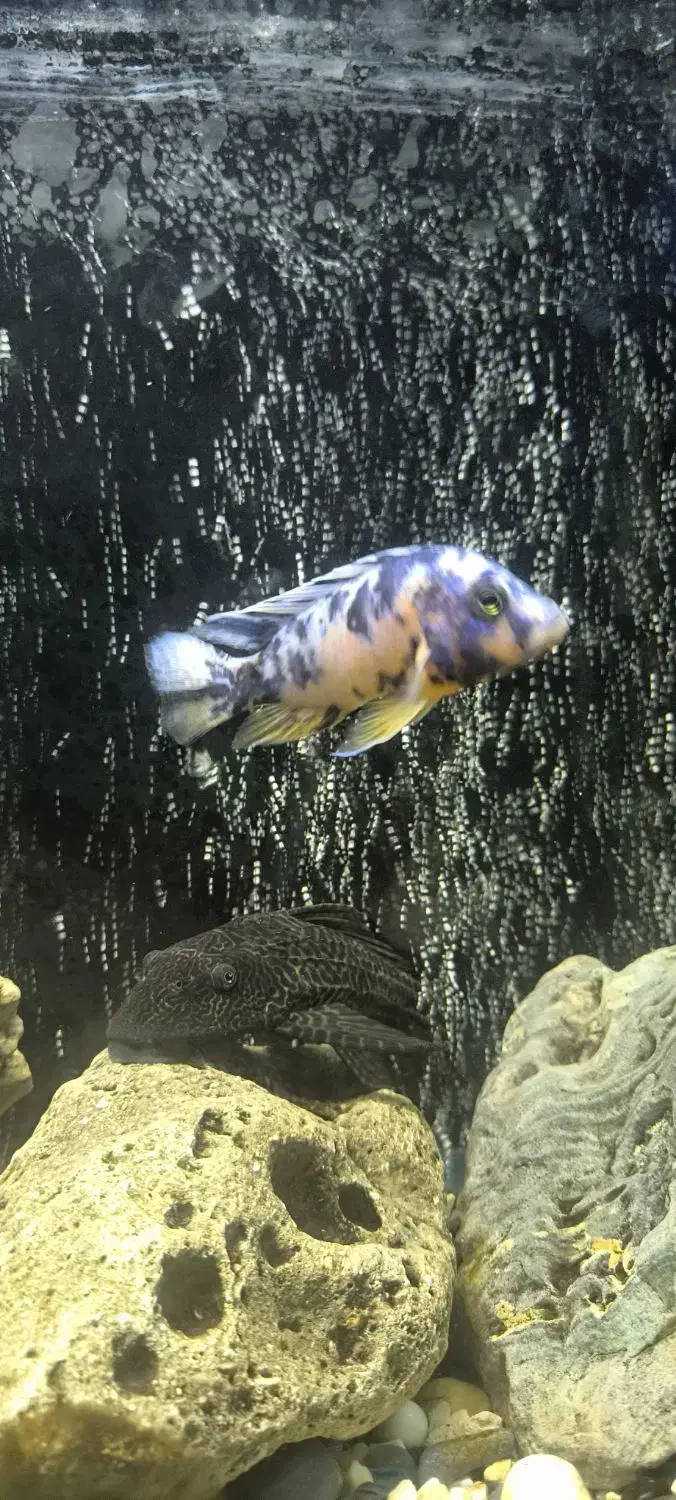 ماهی سیچیلاید|ماهی|ملایر, |دیوار