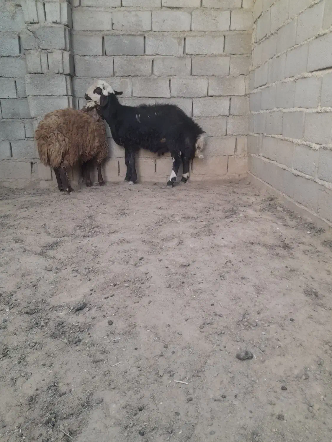 بره قوچی خوشکل و خوشتیپ جنس دار|حیوانات مزرعه|تربت جام, میان جام|دیوار