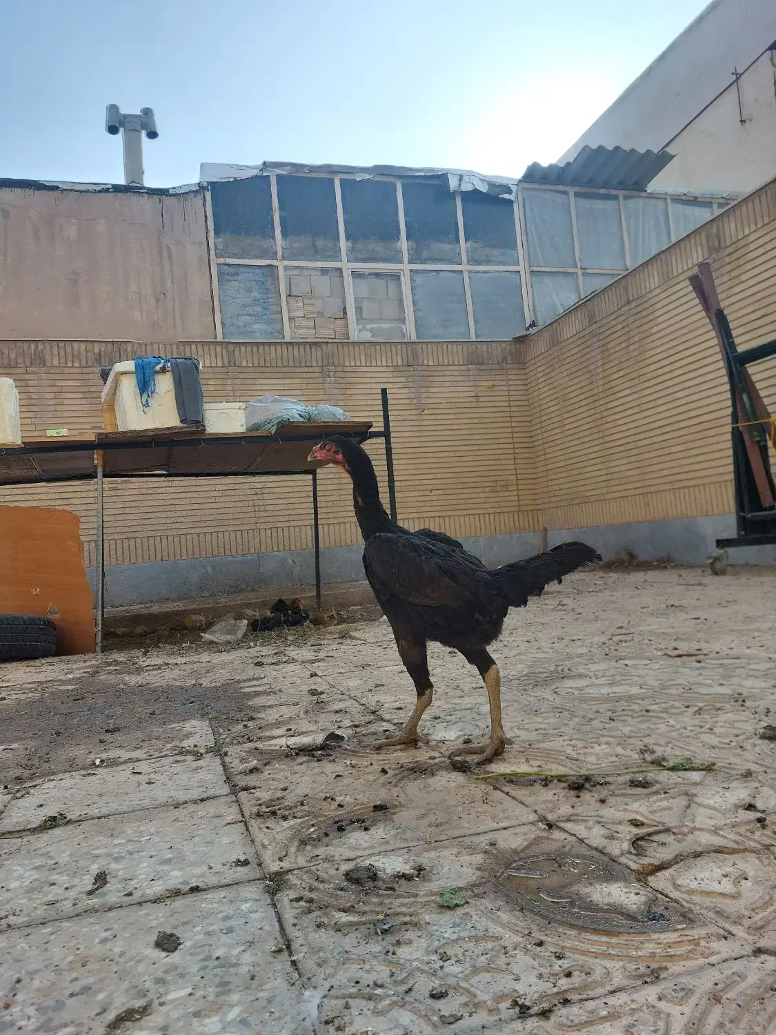 مرغ لاری اصیل|حیوانات مزرعه|شاهینشهر, سعدی شمالی|دیوار