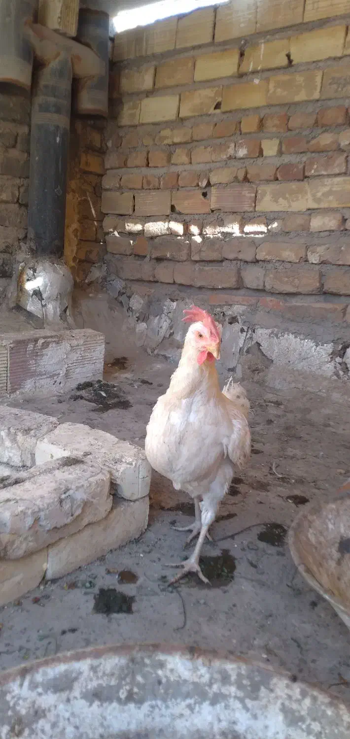 مرغ ماشینی تخم گذار سرحال|حیوانات مزرعه|قم, لسانی|دیوار