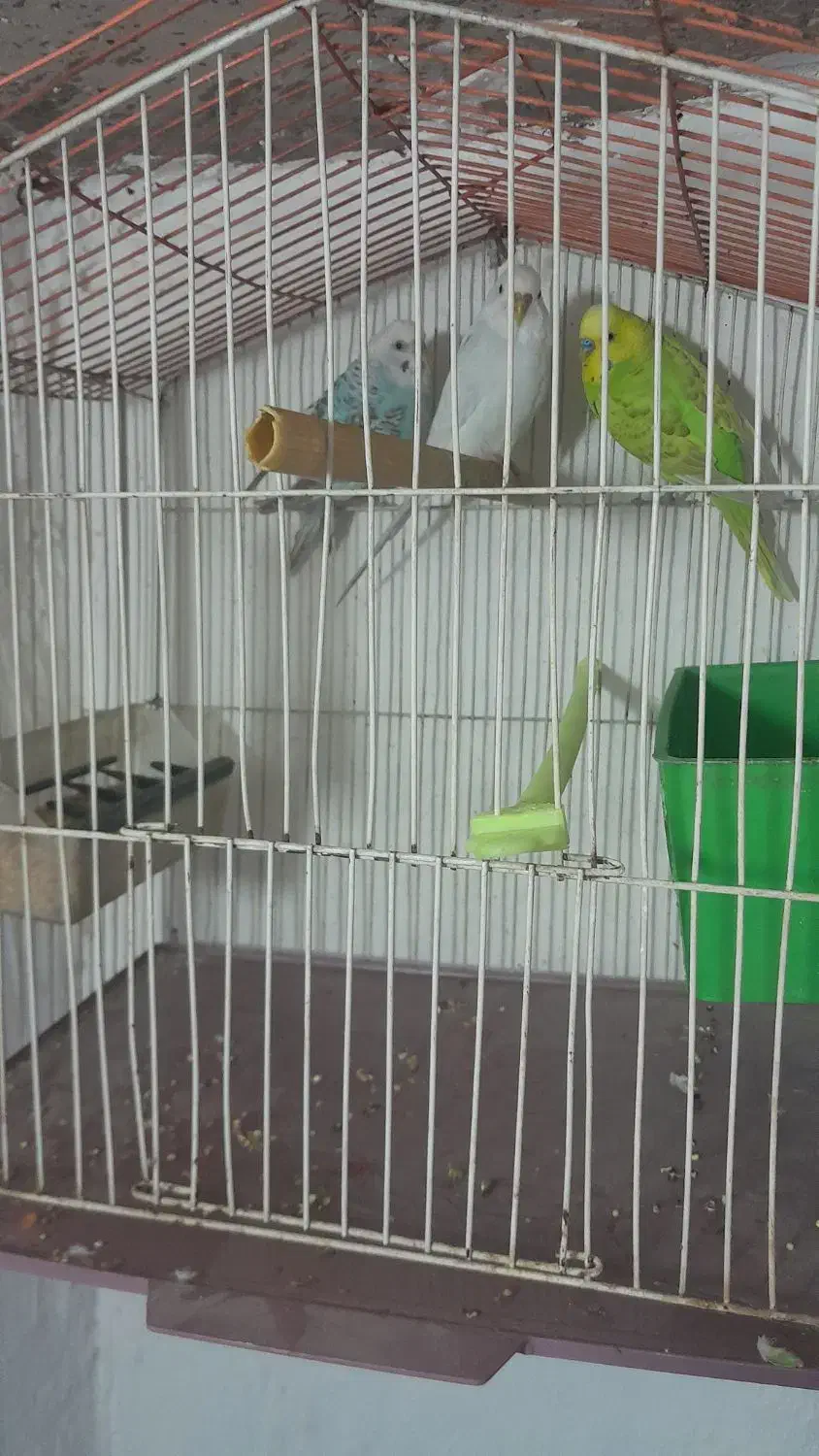 ۳ عدد مرغ. عشق.  با قفس و لوازم کامل|پرنده|چناران, |دیوار