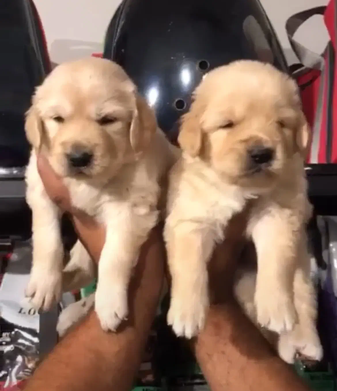 گلدن رتریور|سگ|رشت, گلسار|دیوار