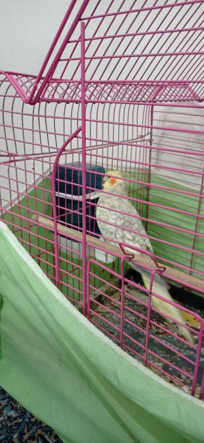 عروس هلندی ماده|پرنده|محمدیه-قزوین, |دیوار