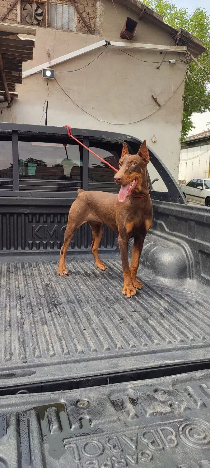 گمشده محدوده شهرقدس|سگ|قدس, شهرک صنعتی زاگرس|دیوار