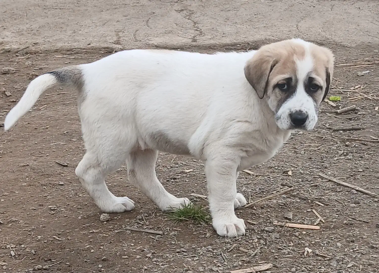 سگ سراب زیبا|سگ|لنگرود, |دیوار