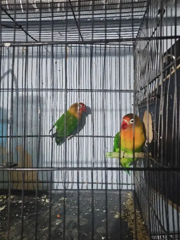 کوتوله مولد|پرنده|قم, نخودی|دیوار