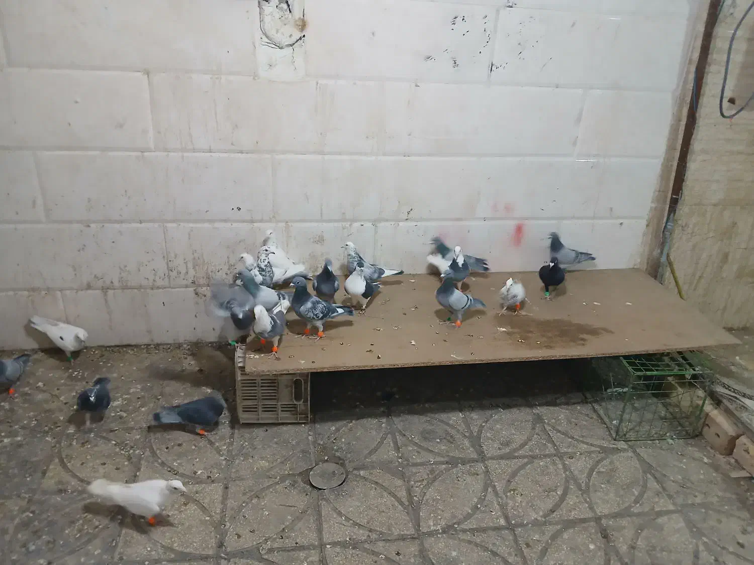 کفتر پرشی|پرنده|خوشاب, |دیوار