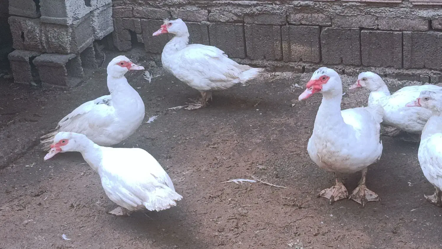 فروش اردک اسراییلی روسی|حیوانات مزرعه|سورک, |دیوار