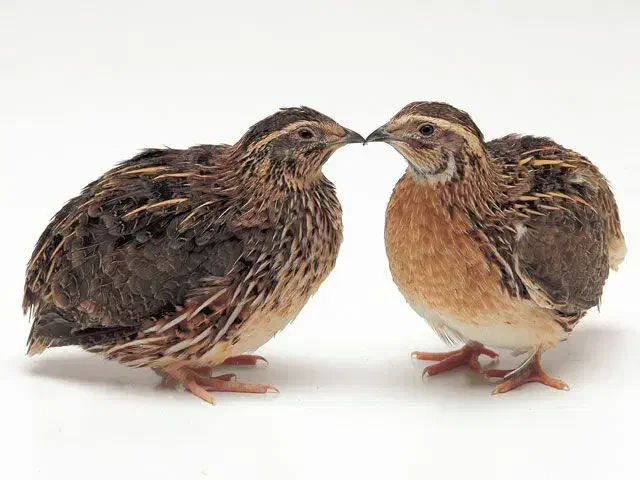 فروش بلدر چین گوشنی|حیوانات مزرعه|کرج, برغان|دیوار