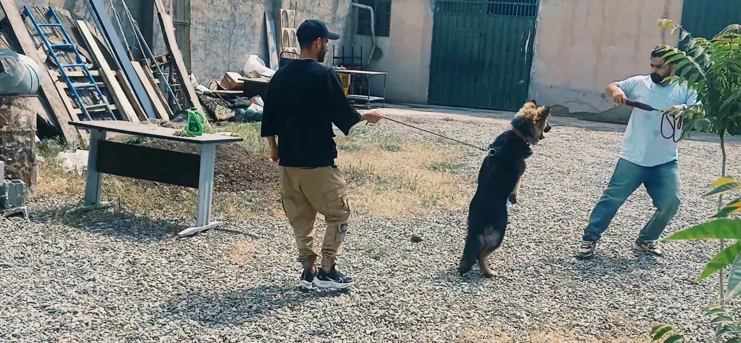 مربی سگ.آموزش سگ حضوری.رفع پرخاشگری|خدمات آموزشی|کرج, فاز ۱ مهرشهر|دیوار