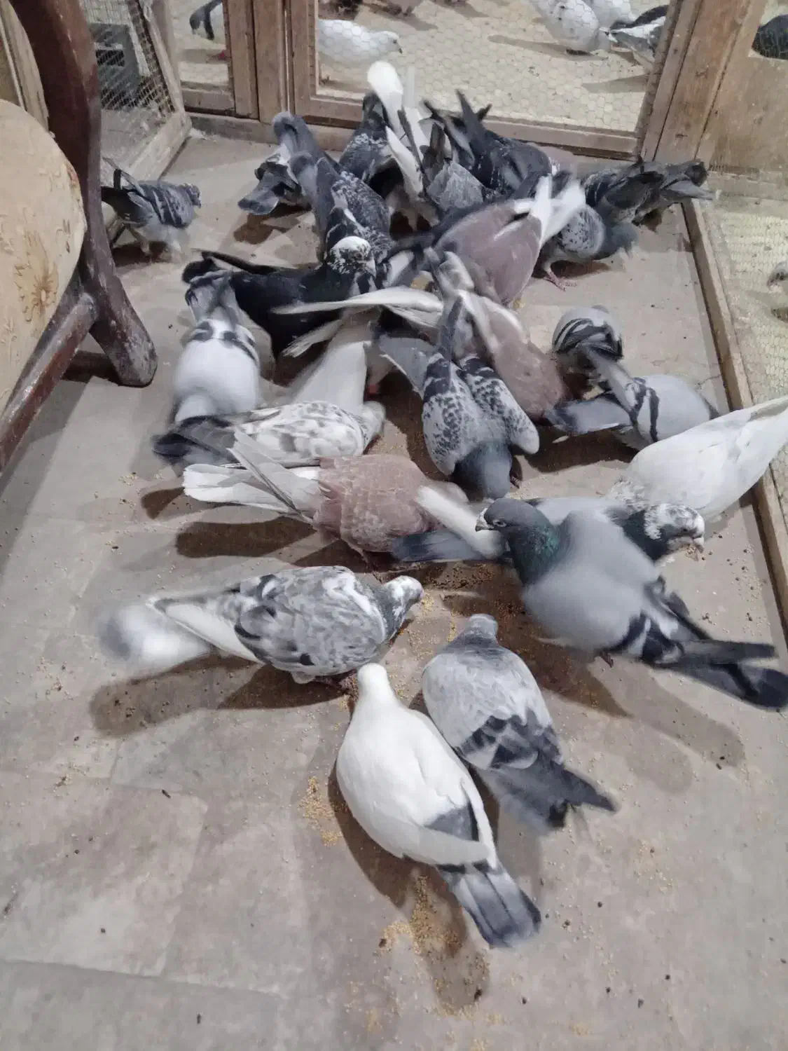 کبوتر|پرنده|دشتابی, |دیوار