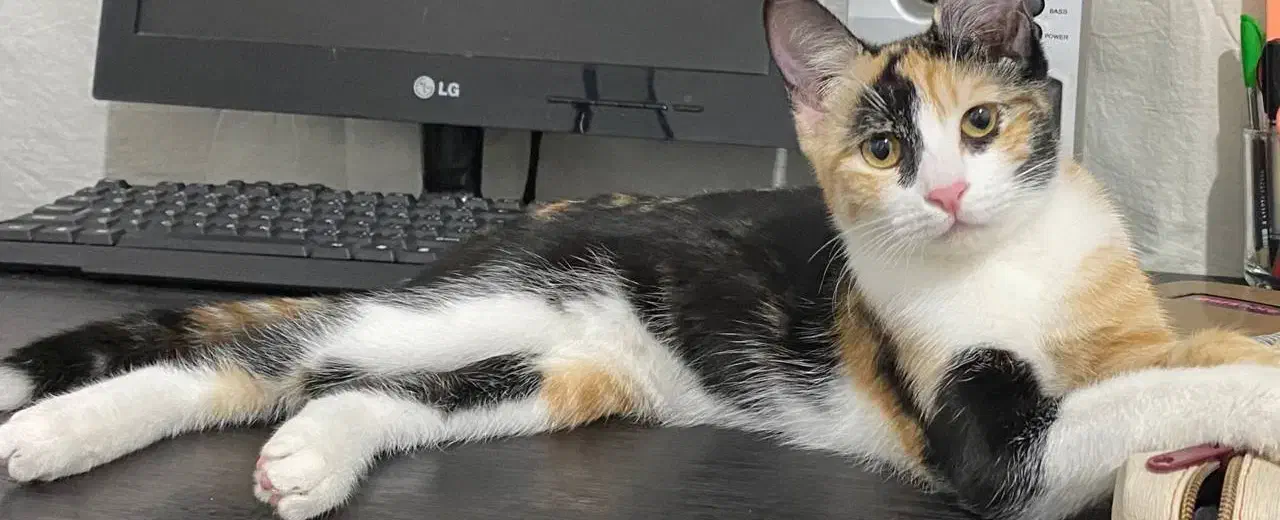 واگذاری گربه رایگان|گربه|مرودشت, ابوذر جنوبی|دیوار