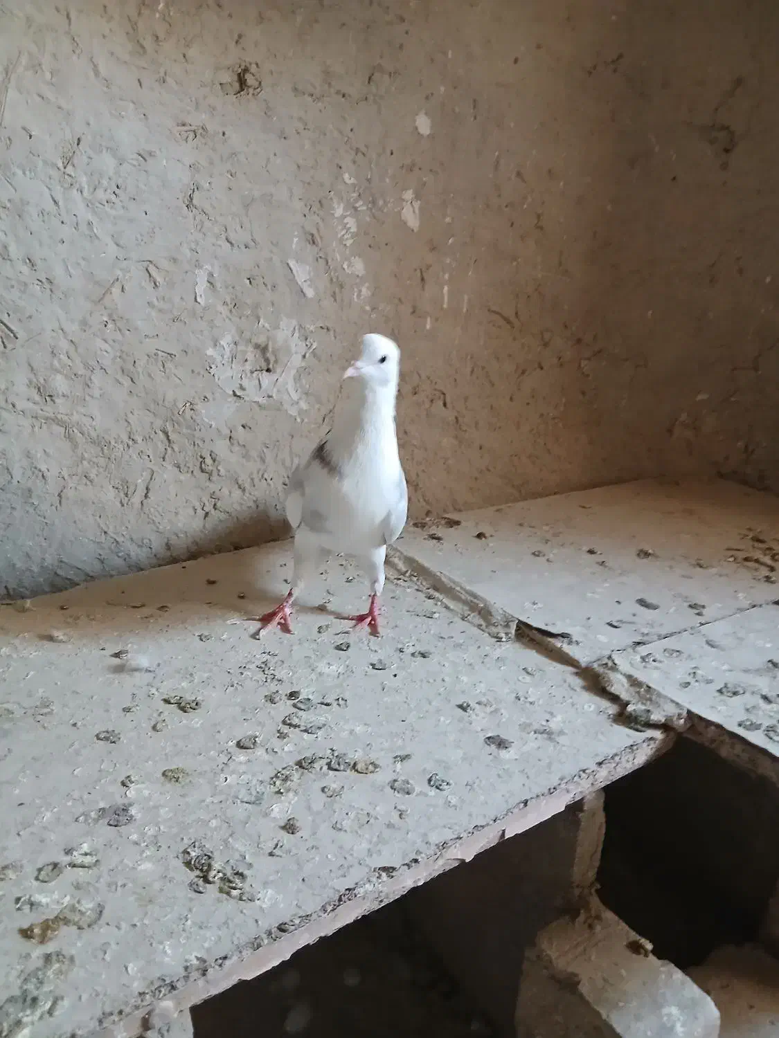 دوتاکبوترماده شازده وپشدار ویک عددنرهما|پرنده|زابل, |دیوار