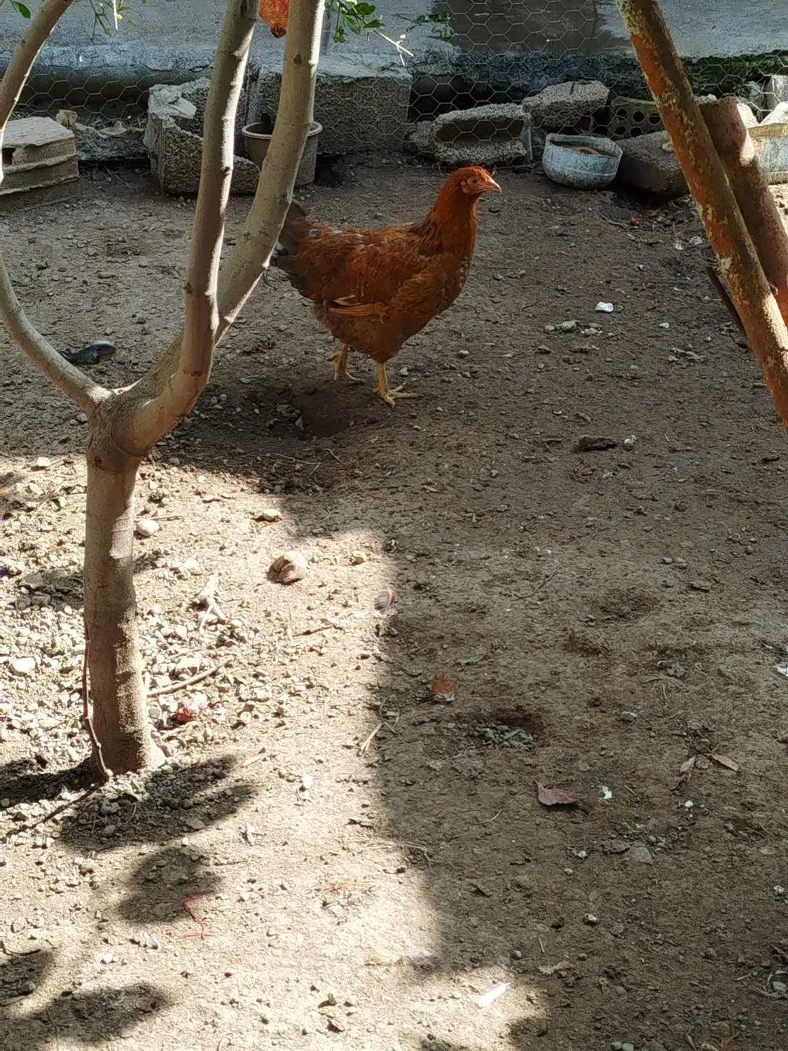 خروس و مرغ و جوجه محلی|حیوانات مزرعه|رامیان, |دیوار